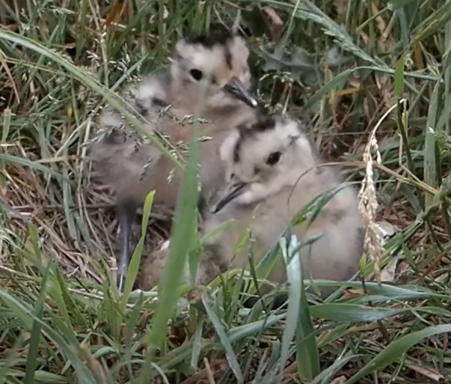 Another successful year for Curlew Country as Voneus powers global live stream of rare bird nesting