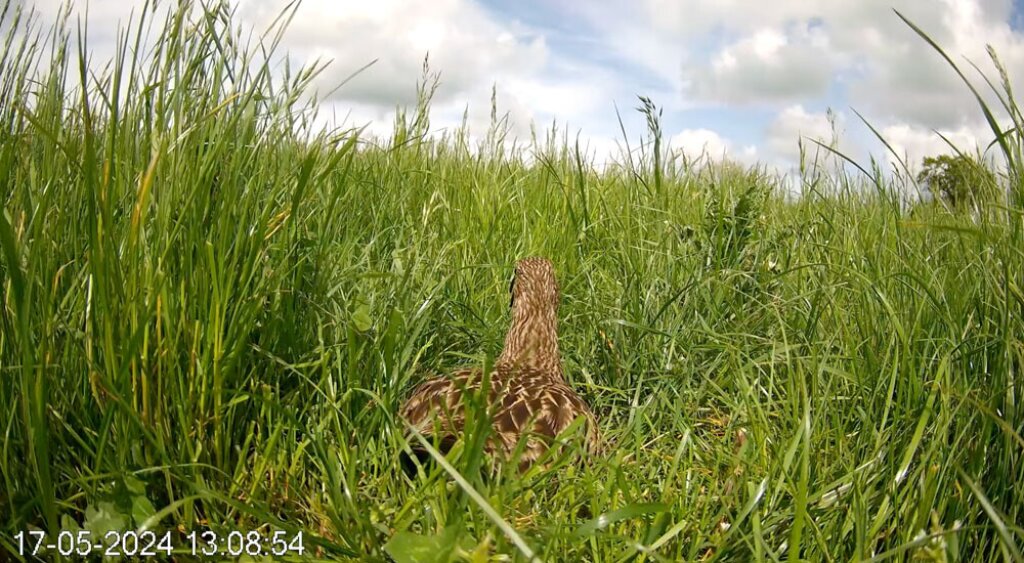 Nest Camera image Curlew chick.