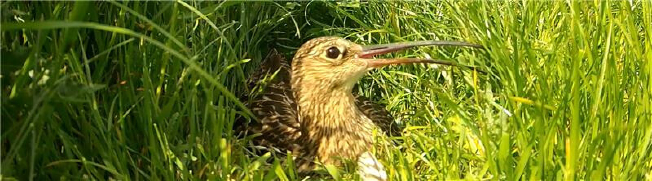 Voneus Connects Curlew Cam in Rural Shropshire