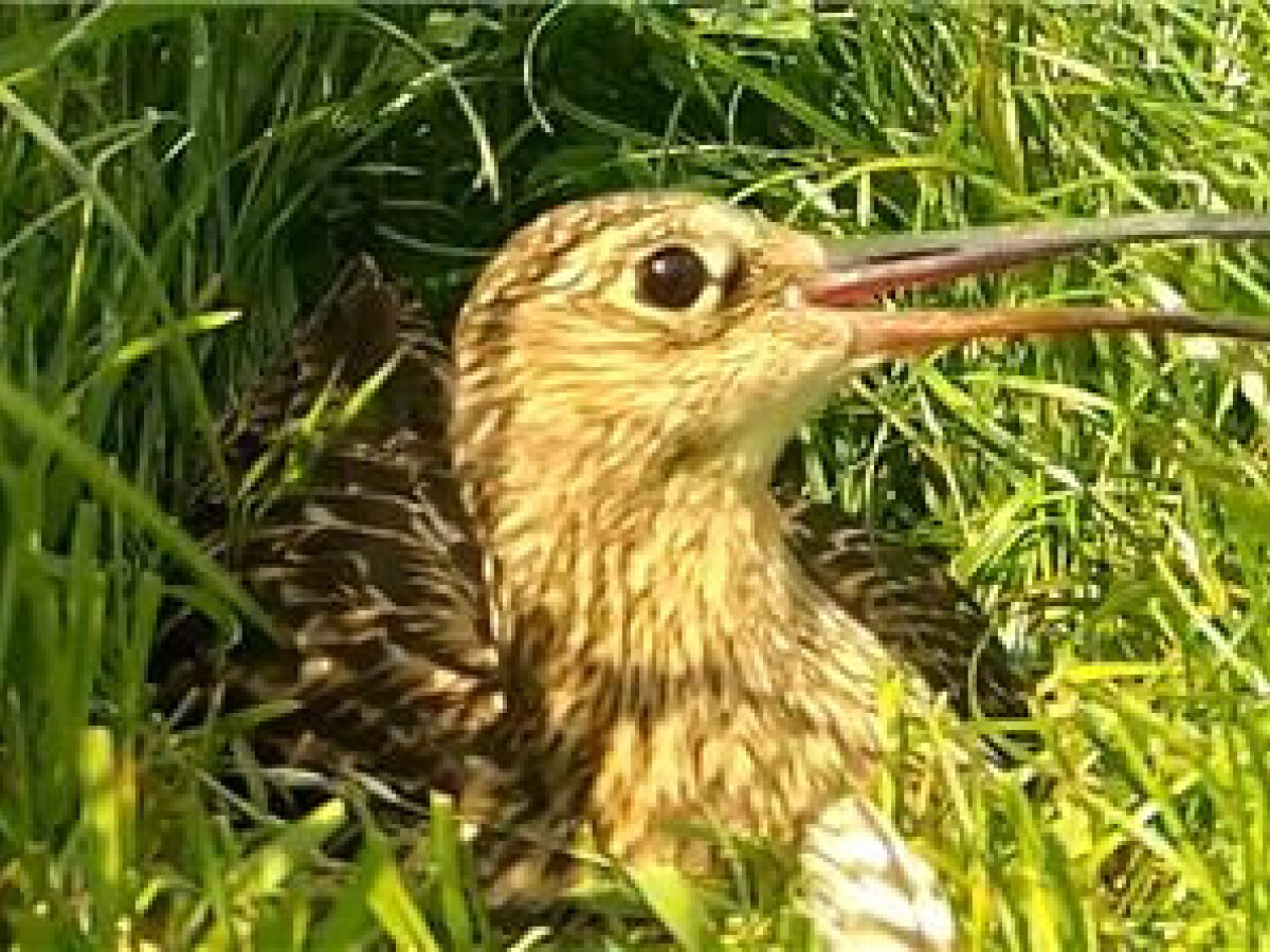 Voneus Connects Curlew Cam in Rural Shropshire